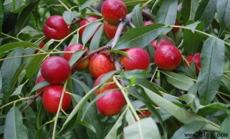 温室油桃翌年丰产“七字经”