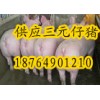 供应山东各类品种仔猪苗猪18764901210