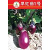 湖南农科院兴蔬茄子种子早红茄1号,早熟,座果能力强