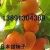 陕西柿子产地价格\日本甜柿子价格行情\次郎柿子销售行情