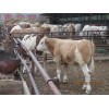 肉牛养殖利润养肉牛利润如何哪里肉牛场可靠买肉牛到山西八一牧业
