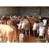 肉牛养殖-山西八一牧业 专业肉牛养殖 优质肉牛直销全国