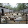 生态养殖波尔山羊，敲开畜牧养殖转型大门