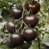 抗癌新品种—黑番茄种子