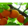 陕西金太阳杏基地，金太阳杏价格，凯特杏产地，丰源红杏。