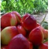 大棚油桃批发价格-陕西油桃价格，中油5号油桃价格。