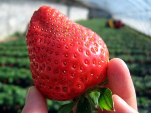 草莓 (4)