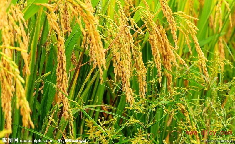水稻图片大全-水稻高清图片欣赏-水稻图片和详细介绍
