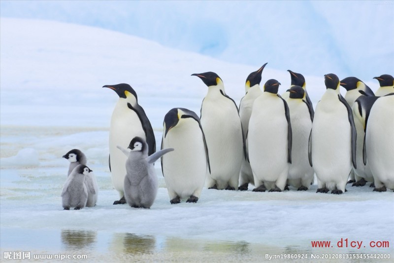 企鹅图片大全-企鹅高清图片欣赏-企鹅图片和详细介绍
