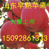 15092861333山东苹果批发山东早熟藤木苹果