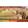 鑫大地养殖场供应小尾寒羊，波尔山羊，杜泊绵羊等优良的肉羊品种