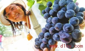 河南郑州：一串“金手指”带出的葡萄经济