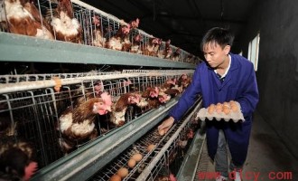 江西南城县：小蛋鸡做成大产业