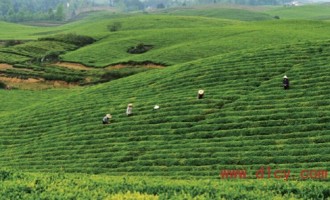 贵州省茶产业将大力推广“三绿一红”品牌