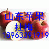 18963391919山东苹果梨价格