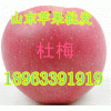 13562393887山东红星苹果价格