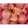 15564255375红富士苹果批发价格