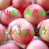 15863876687山东红富士苹果批发价格供应基地