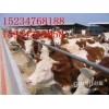 山西养殖专业合作社出售肉牛1