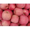 山东万亩红富士苹果生产基地山东苹果批发价格
