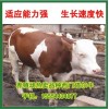 广西肉牛养殖场出售西门塔尔牛小牛犊