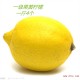 新鲜水果 尤力克柠檬安岳黄柠檬 一等品一级果 厂家现货批发