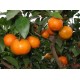 供应广西优质沙糖橘  现摘现发新鲜水果预售