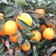 湖南麻阳富硒之乡脐橙 红心橙子 新鲜水果18斤 水果橙子批发