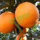 2014有机橙子批发 赣南宁都脐橙 新鲜现摘水果 果园直销 九省包邮