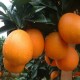 江西赣南脐橙 橙子 寻乌特产柑桔 热销美容保健水果 果园直销