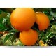 新鲜的甜橙水果  好吃美味 四川特产 优质眉山脐橙