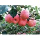 低价销售红富士苹果 长期供应红富士苹果 出口级红富士苹果优惠中