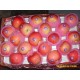 长期供应栖霞出口红富士苹果出口泰国马来西亚新加坡