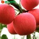 【悠果园】山东烟台 栖霞红富士苹果 冰糖心  新鲜水果  五斤装