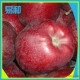 专业供应 特产有机花牛苹果 新鲜营养花牛苹果