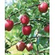 长期低价销售红星苹果 供应优质品种红星苹果 出口级红星苹果价格
