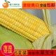 鑫汇创 海南新鲜水果玉米甜玉米5只装清甜爽口黄玉米 空运包邮