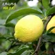 醉香果业-现摘四川安岳 黄 柠檬 新鲜水果包邮2斤