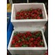 新鲜草莓批发  绿色有机草莓 无公害草莓原产地直供促销欢迎选购