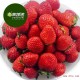【菓蔬递】北京天香红颜草莓 新鲜水果特产批发有机新鲜水果