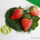 批发新鲜草莓双流冬草莓2盒700g草莓代理一件代发