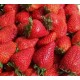 蒙城草莓基地种植 新鲜水果批发 绿色有机富硒章姬草莓