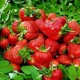 厂家直销 草莓 纯天然 无公害种植大棚草莓  绿色产品 欢迎订购
