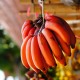 天宝顶级特大红香蕉品质保证长期供应米蕉香蕉基地现采摘批发