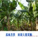 香蕉产地 广西香蕉新鲜批发 水果批发商批发香蕉 产地直供香蕉