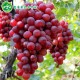 烟台富江源果蔬专供特产有籽红提葡萄脆甜可口葡萄大量批发