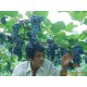 供应高产优质葡萄