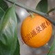 果园新鲜水果黄岩蜜橘临海蜜桔年货送礼佳品柑桔无核有机水果