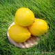 黄柠檬 海南柠檬 进口柠檬 尤力克 新鲜水果 10斤 水果批发 零售
