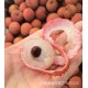 预售澳洲荔枝 口感独特 进口新鲜水果 营养丰富 冬季补品 约10斤